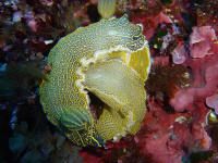 Hypsilodoris sp. having a get-together, taken on the isla... by David Thompson 